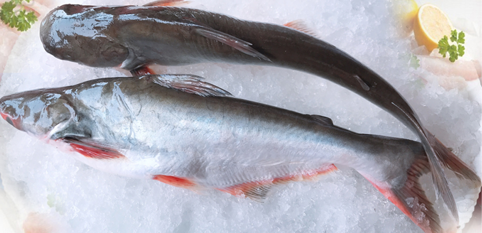 Frozen Shrimp