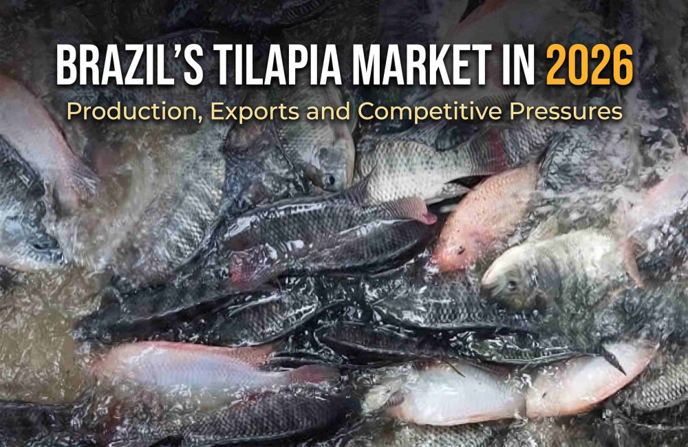 Brazil’s Tilapia Market in 2026: Production, Exports and Competitive Pressures