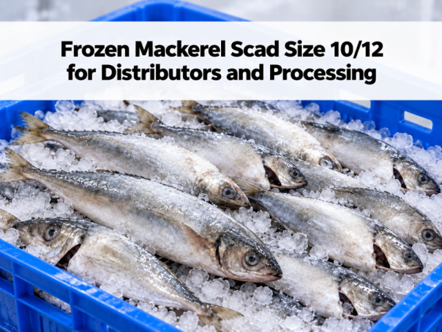 Frozen Mackerel Scad Size 10/12 for Distributors and Processing