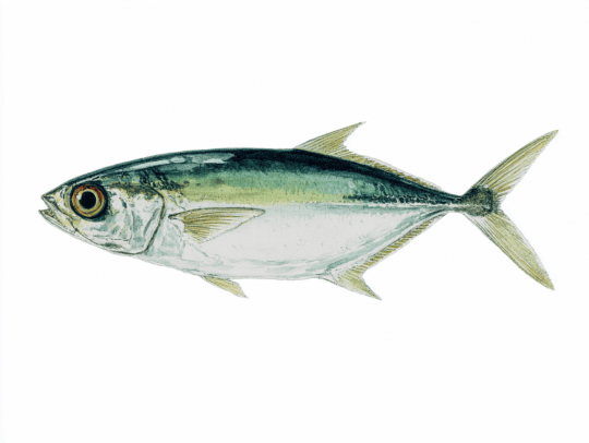 Bigeye scad