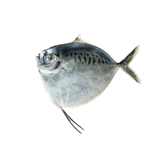 MOONFISH