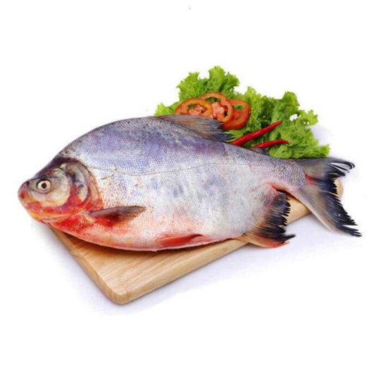 Red Pomfret