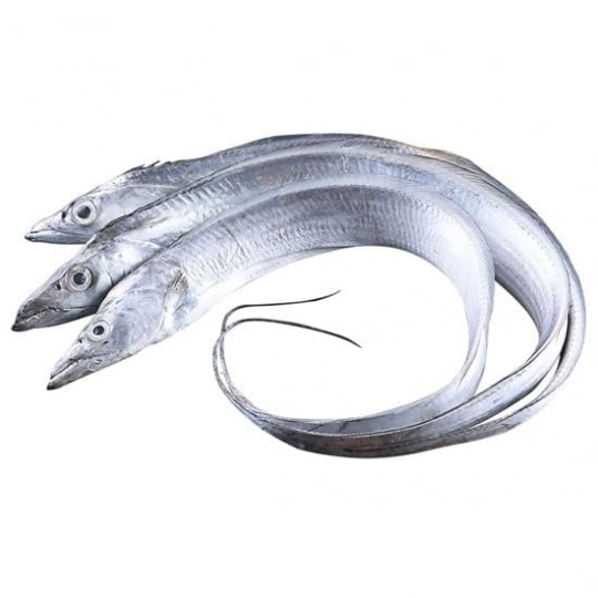 Ribbon Fish
