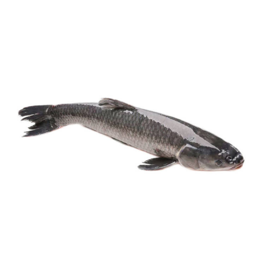 Snakehead Fish