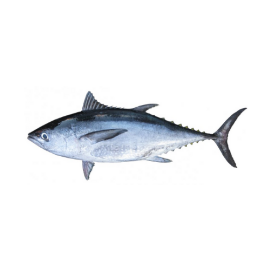 Longtail Tuna