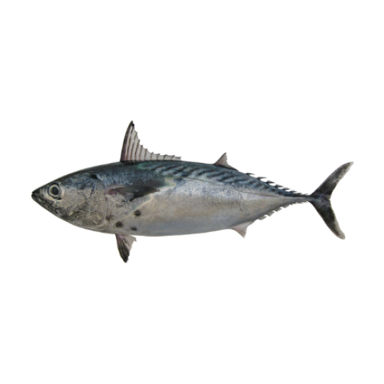 Estern Little Tuna | Bonito Tuna