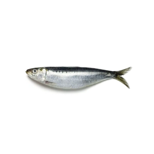 SARDINE