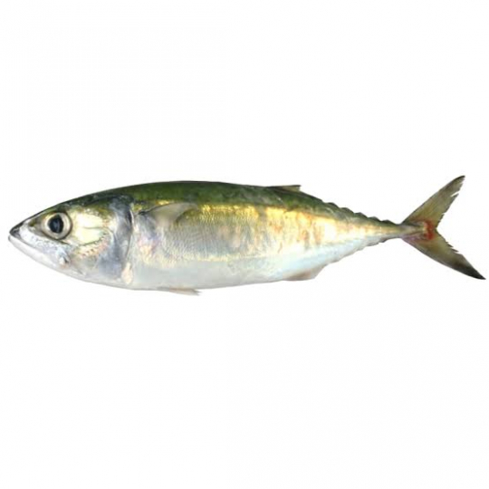 Indian Mackerel