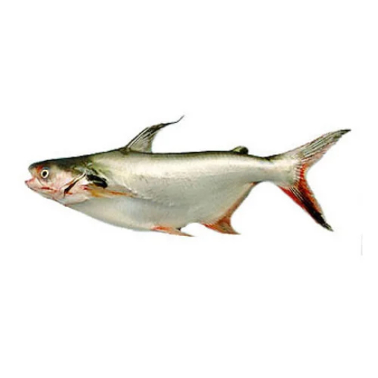 Pangasius