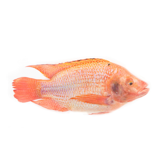 Red Tilapia Whole Round