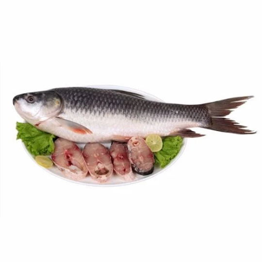 Rohu Fish
