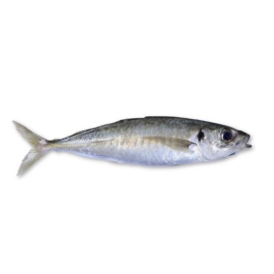 Round scad