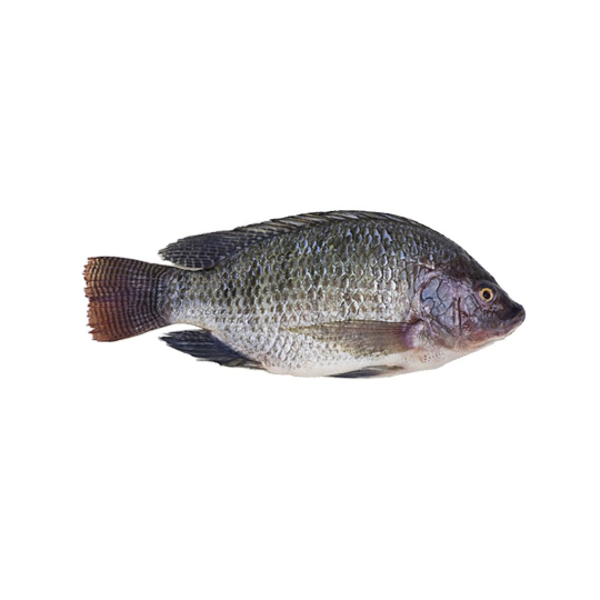 Frozen Black Tilapia Whole Round