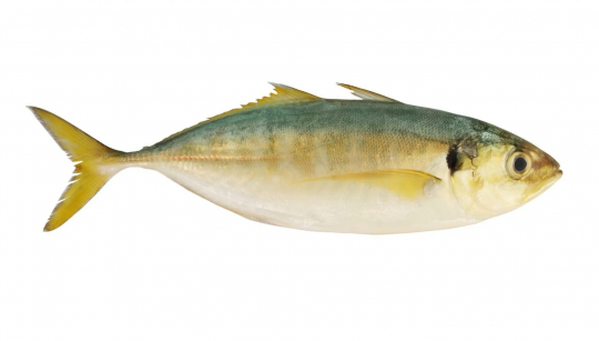 Yellowtail Scad